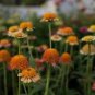 50 Pcs Zinnia 'Zinderella Peach' Cut Flower