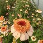 50 Pcs Zinnia 'Zinderella Peach' Cut Flower