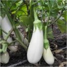 100 Pcs Eggplant Snowy Vegetable