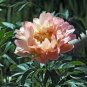 5 Pcs Peony Peach-red Golden Perennial Tree Flower