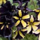 200 Pcs Petunia Black Petals with Yellow Stripe Flower 200 Pcs Petunia Black Petals with Yellow Stripe Flower