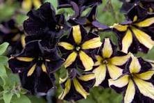 200 Pcs Petunia Black Petals with Yellow Stripe Flower