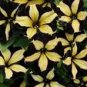 200 Pcs Petunia Black Petals with Yellow Stripe Flower