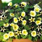 200 Pcs Petunia Black Petals with Yellow Stripe Flower
