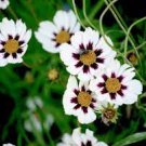 50 Pcs Cosmos Lucid Perennial Coreopsis Flower