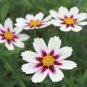 50 Pcs Cosmos Lucid Perennial Coreopsis Flower