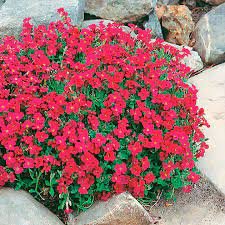 100 Pcs Aubrieta Red Cascade Perennial Flower Seeds