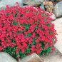 100 Pcs Aubrieta Red Cascade Perennial Flower Seeds