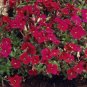 100 Pcs Aubrieta Red Cascade Perennial Flower Seeds