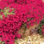 100 Pcs Aubrieta Red Cascade Perennial Flower Seeds