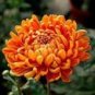 Orange Chrysanthemum Flower Seeds