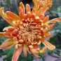 Orange Chrysanthemum Flower Seeds