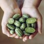 Heirloom Mouse Melon Sandiita Cucamelon Melothria Scabra Seed Tasty Juicy Interesting
