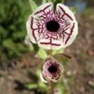 100 Pcs Rare Calico Monkey Flower Mimulus Pictus Seeds