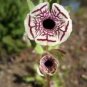 100 Pcs Rare Calico Monkey Flower Mimulus Pictus Seeds