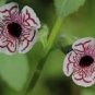 100 Pcs Rare Calico Monkey Flower Mimulus Pictus Seeds