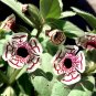 100 Pcs Rare Calico Monkey Flower Mimulus Pictus Seeds
