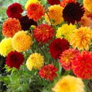 50 Pcs Yellow Dark Red Orange 3-color Mixed Dahlia hybrida Single petals 50 Pcs Yellow Dark Red Orange 3-color Mixed Dahlia hybrida Single petals
