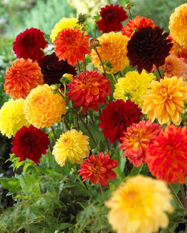 50 Pcs Yellow Dark Red Orange 3-color Mixed Dahlia hybrida Single petals