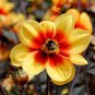 50 Pcs Yellow Dark Red Orange 3-color Mixed Dahlia hybrida Single petals