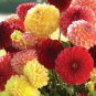 50 Pcs Yellow Dark Red Orange 3-color Mixed Dahlia hybrida Single petals
