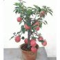10 Pcs Bonsai Apple Tree Seeds Garden Yard Outdoor Living Fruit Plant
