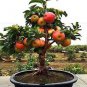 10 Pcs Bonsai Apple Tree Seeds Garden Yard Outdoor Living Fruit Plant