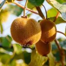 100 Pcs Bonsai Kiwi Fruit Easy to grow sweet juicy fruit plant 100 Pcs Bonsai Kiwi Fruit Easy to grow sweet juicy fruit plant