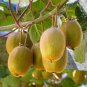 100 Pcs Bonsai Kiwi Fruit Easy to grow sweet juicy fruit plant