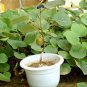 100 Pcs Bonsai Kiwi Fruit Easy to grow sweet juicy fruit plant