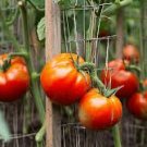 100 Pcs Trailing Tumbling Tomato Brown Color with Green Stripe Organic Middle-sized Tomato 100 Pcs Trailing Tumbling Tomato Brown Color with Green Stripe Organic Middle-sized Tomato