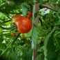 100 Pcs Trailing Tumbling Tomato Brown Color with Green Stripe Organic Middle-sized Tomato