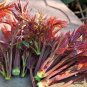 50 Pcs Cedrela Sinensis Chinese Toon Organic Vegetable