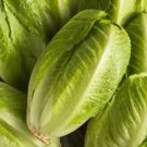 200 Pcs Romaine Lettuce (Lactuca L. var. longifolia) Vegetable