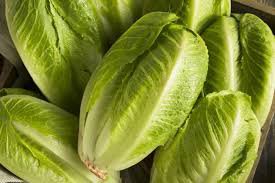 200 Pcs Romaine Lettuce (Lactuca L. var. longifolia) Vegetable