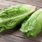 200 Pcs Romaine Lettuce (Lactuca L. var. longifolia) Vegetable