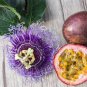 200 Pcs Passion Fruit Passiflora edulis Fruit tasty sweet juicy edible home garden supply