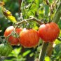 100 Pcs Sunrise Bumble Bee Tomato Sweet Tangy Fruit Cheerful Marbled Red Yellow Fruits