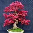 20 Pcs Office Decor Japanese Red Maple Hybrid Bonsai 20 Pcs Office Decor Japanese Red Maple Hybrid Bonsai
