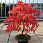 20 Pcs Office Decor Japanese Red Maple Hybrid Bonsai