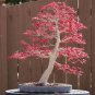 20 Pcs Office Decor Japanese Red Maple Hybrid Bonsai