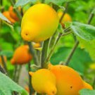 16 Pcs Solanum mammosum Yellow Nipple Fruit