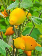 16 Pcs Solanum mammosum Yellow Nipple Fruit
