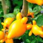 16 Pcs Solanum mammosum Yellow Nipple Fruit