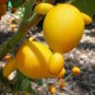 16 Pcs Solanum mammosum Yellow Nipple Fruit