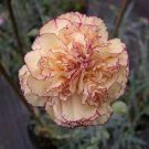 200 Pcs Dianthus Orange Pinks Perennial Bonsai Flower