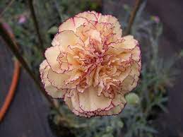200 Pcs Dianthus Orange Pinks Perennial Bonsai Flower