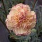 200 Pcs Dianthus Orange Pinks Perennial Bonsai Flower
