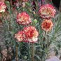 200 Pcs Dianthus Orange Pinks Perennial Bonsai Flower