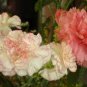 200 Pcs Dianthus Orange Pinks Perennial Bonsai Flower